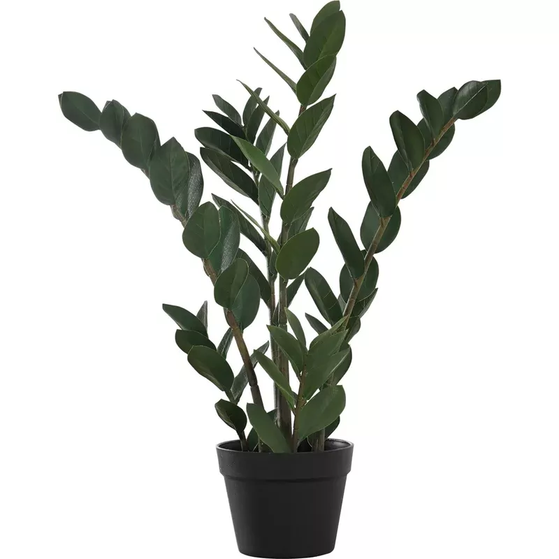 Zz Palm Tree